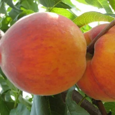 Персик СОЧНЫЙ — описание сорта Персик СОЧНЫЙ в Пензе