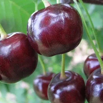 Дюк ФАКЕЛ  Дюк ФАКЕЛ в Пензе