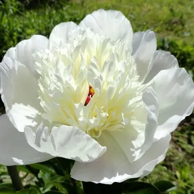 Пион ИММАКУЛИ травянистый  Пион ИММАКУЛИ травянистый в Пензе