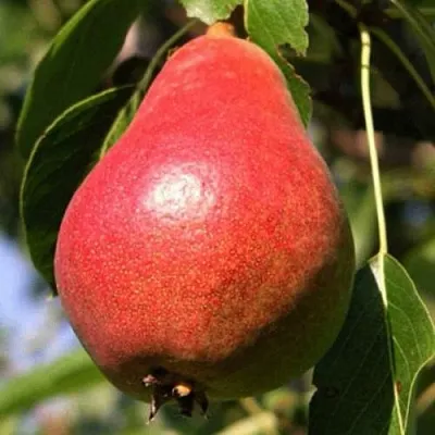 Груша НАРЯДНАЯ ЕФИМОВА  Груша НАРЯДНАЯ ЕФИМОВА в Пензе