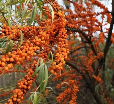Облепиха СЕРАФИМА  Облепиха СЕРАФИМА в Пензе