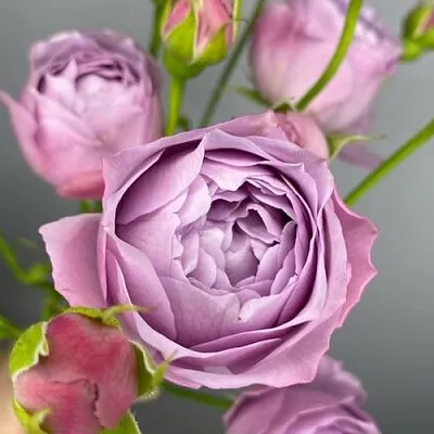 Саженцы роз ЛАВЕНДЕР БАБЛС спрей  Саженцы роз ЛАВЕНДЕР БАБЛС спрей в Пензе