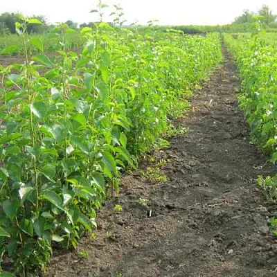 Подвой черешни ДИКАЯ ЧЕРЕШНЯ в Пензе