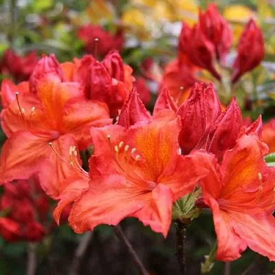 Азалия ЛИЛИНШТЕЙН японская  Азалия ЛИЛИНШТЕЙН японская в Пензе