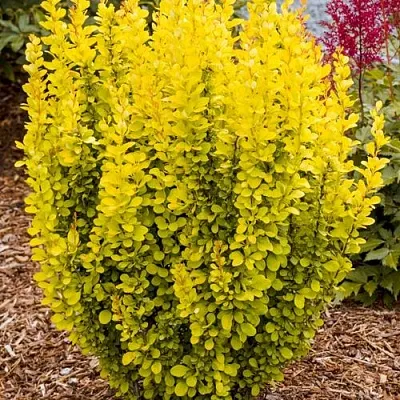 Барбарис ГОЛДЕН ТОРЧ тунберга в Пензе