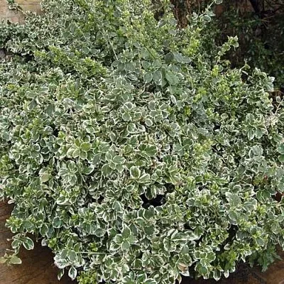 Бересклет ЭМЕРАЛЬД ГАИТИ форчуна  Бересклет ЭМЕРАЛЬД ГАИТИ форчуна в Пензе