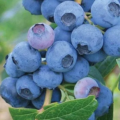 Голубика ЭРЛИБЛЮ  Голубика ЭРЛИБЛЮ в Пензе