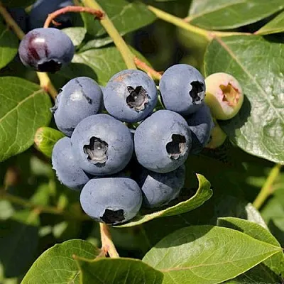 Голубика ШАНТЕКЛЕР  Голубика ШАНТЕКЛЕР в Пензе