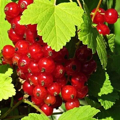 Смородина красная ГАЗЕЛЬ  Смородина красная ГАЗЕЛЬ в Пензе