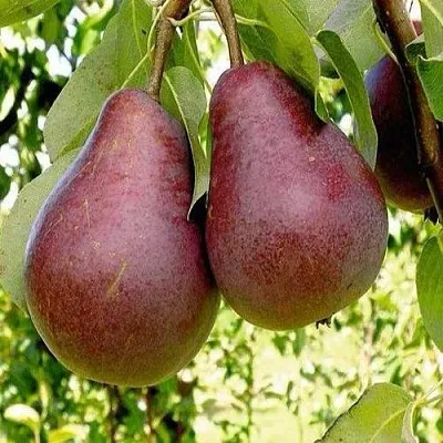 Груша с красной мякотью КРАСНАЯ ИЗ СААРЕМА  Груша с красной мякотью КРАСНАЯ ИЗ СААРЕМА в Пензе