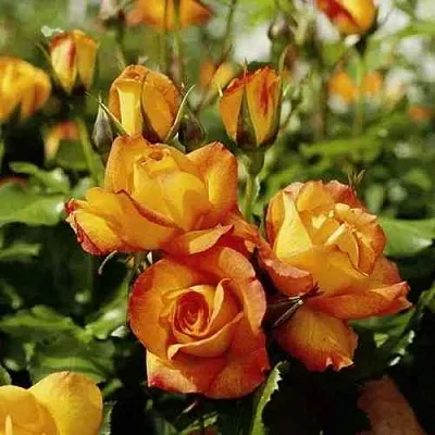 Саженцы роз САХАРА плетистая  Саженцы роз САХАРА плетистая в Пензе