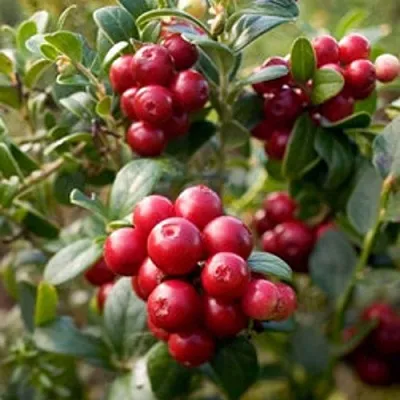 Клюква ХОЛЬШТАЙН  Клюква ХОЛЬШТАЙН в Пензе