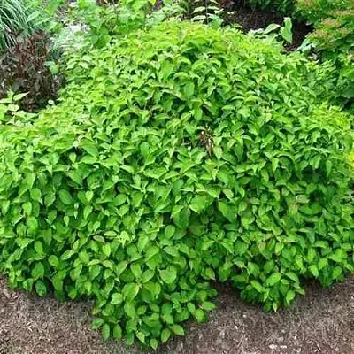 Дерен КЕЛСЕИ шелковистый   Дерен КЕЛСЕИ шелковистый  в Пензе