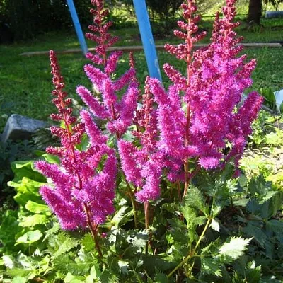 Астильба ЭЛИЗАБЕТ ВАН ВИН японская в Пензе