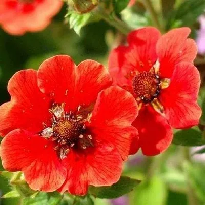 саженцы лапчатки саженцы лапчатки