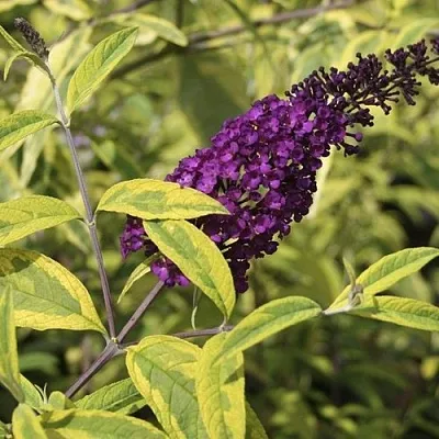 Буддлея давида САНТАНА   Буддлея давида САНТАНА  в Пензе