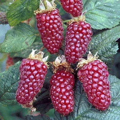 Ежемалина ТАЙБЕРРИ  Ежемалина ТАЙБЕРРИ в Пензе