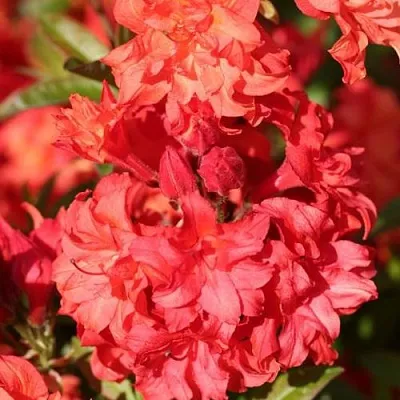 Азалия ФОЙЕРКОПФЕН крупноцветковая  Азалия ФОЙЕРКОПФЕН крупноцветковая в Пензе