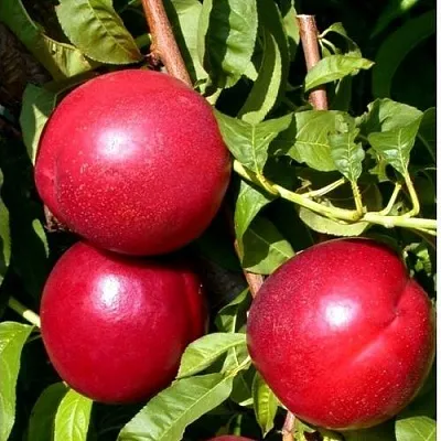 Нектарин ХАРКО  Нектарин ХАРКО в Пензе