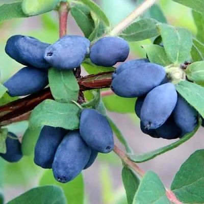 Жимолость съедобная ХОНЕЙ БИ в Пензе