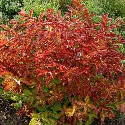 Вейгела ОГНЕННЫЕ КРЫЛЬЯ  Вейгела ОГНЕННЫЕ КРЫЛЬЯ в Пензе