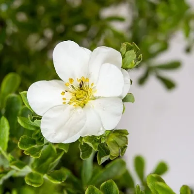 Лапчатка СНОУБЕРД кустарниковая  Лапчатка СНОУБЕРД кустарниковая в Пензе