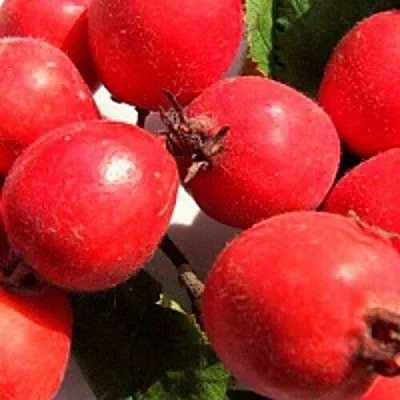 Боярышник КРУПНОПЛОДНЫЙ  Боярышник КРУПНОПЛОДНЫЙ в Пензе