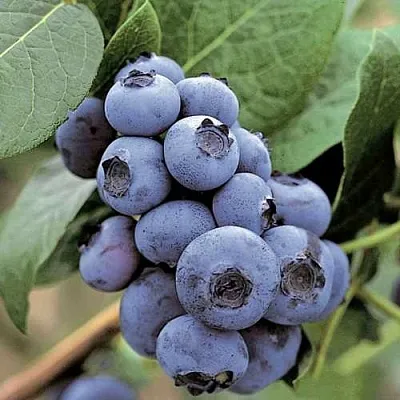 Голубика ПАТРИОТ  Голубика ПАТРИОТ в Пензе