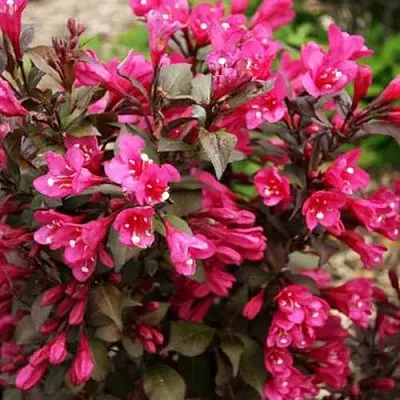 Вейгела БЛЭК РУБИ  Вейгела БЛЭК РУБИ в Пензе