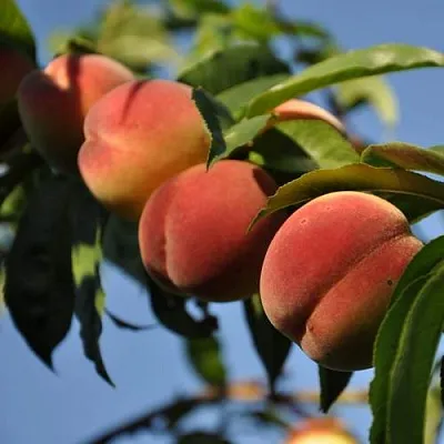 Персик ДАЧНЫЙ  Персик ДАЧНЫЙ в Пензе