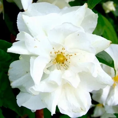 Жасмин РОЗАЦЕ в Пензе