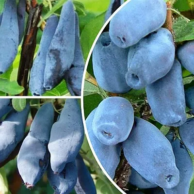 Комплект СИЯНИЕ ГЛАЗ в Пензе