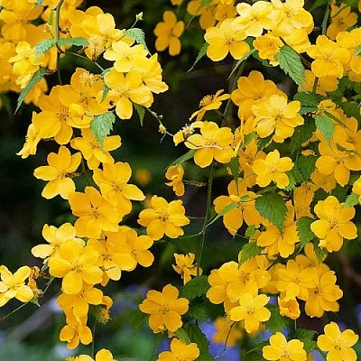 Керрия  Керрия в Пензе