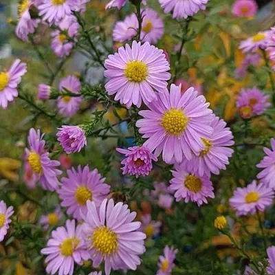 Астра СТРОУБЕРРИ ЭНД КРИМ новобельгийская в Пензе