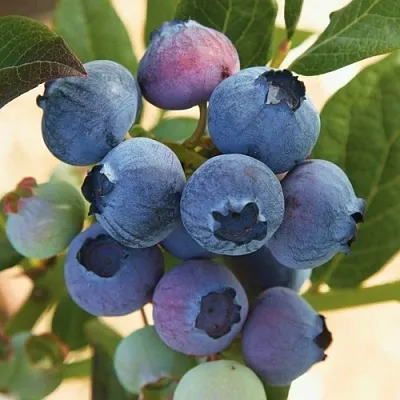 Голубика ОСОРНО  Голубика ОСОРНО в Пензе