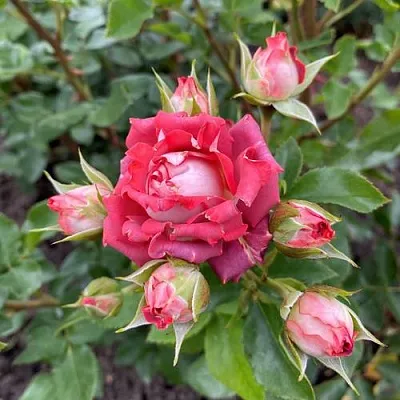 Саженцы роз ТИРАМИСУ спрей  Саженцы роз ТИРАМИСУ спрей в Пензе