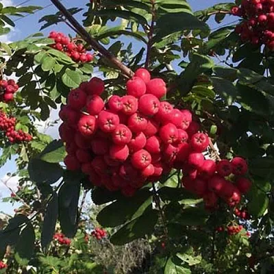Рябина МОРАВСКАЯ сладкоплодная  Рябина МОРАВСКАЯ сладкоплодная в Пензе