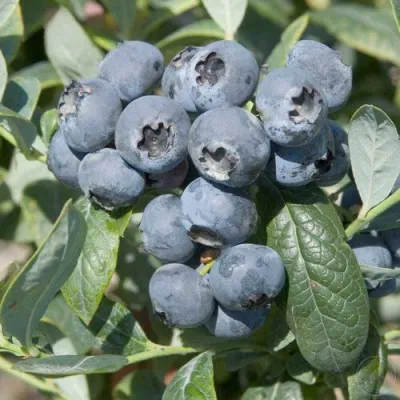 Голубика БРИГИТТА — описание сорта Голубика БРИГИТТА в Пензе