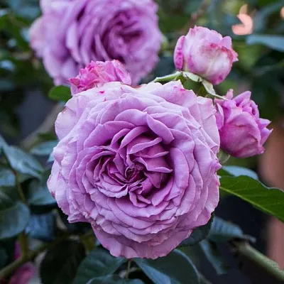 Саженцы роз СИЛЬВЕР КВИК плетистая  Саженцы роз СИЛЬВЕР КВИК плетистая в Пензе