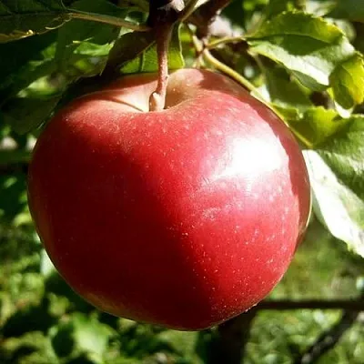 Яблоня НАСТЕНЬКА  Яблоня НАСТЕНЬКА в Пензе