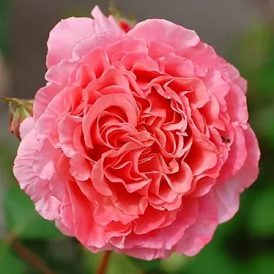 Саженцы роз ЛОРАН КАБРОЛЬ шраб  Саженцы роз ЛОРАН КАБРОЛЬ шраб в Пензе