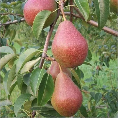 Груша РУМЯНАЯ КЕДРИНА  Груша РУМЯНАЯ КЕДРИНА в Пензе