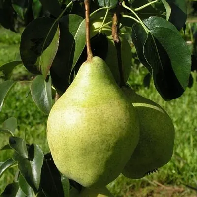 Груша МИНСКАЯ колонновидная в Пензе