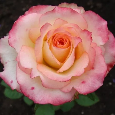 Саженцы роз ДУЭТ чайно-гибридная  Саженцы роз ДУЭТ чайно-гибридная в Пензе