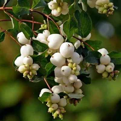 Снежноягодник  Снежноягодник в Пензе