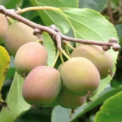 Актинидия ГИБРИДНАЯ КОЛБАСИНОЙ — описание сорта Актинидия ГИБРИДНАЯ КОЛБАСИНОЙ в Пензе