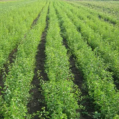 Подвой сливы ДИКАЯ АЛЫЧА в Пензе