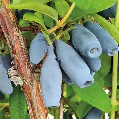 Жимолость съедобная ВОСТОРГ в Пензе