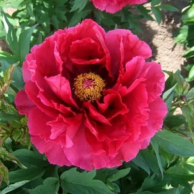 Пион КРАСНЫЙ ГИГАНТ древовидный в Пензе