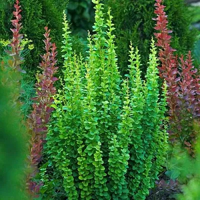 Барбарис ЭРЕКТА тунберга в Пензе